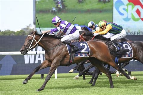 rosehill guineas odds